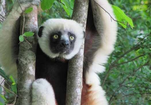 Coquerel's Sifaka from the dry forests of North-western Madagascar